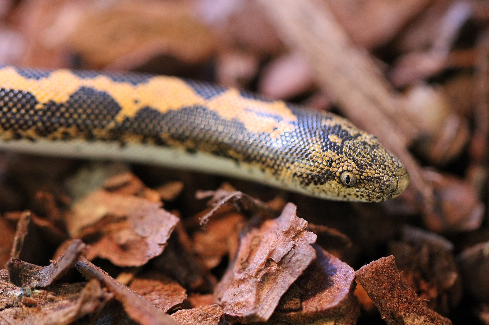 Hroznýšik keňský (Eryx colubrinus)