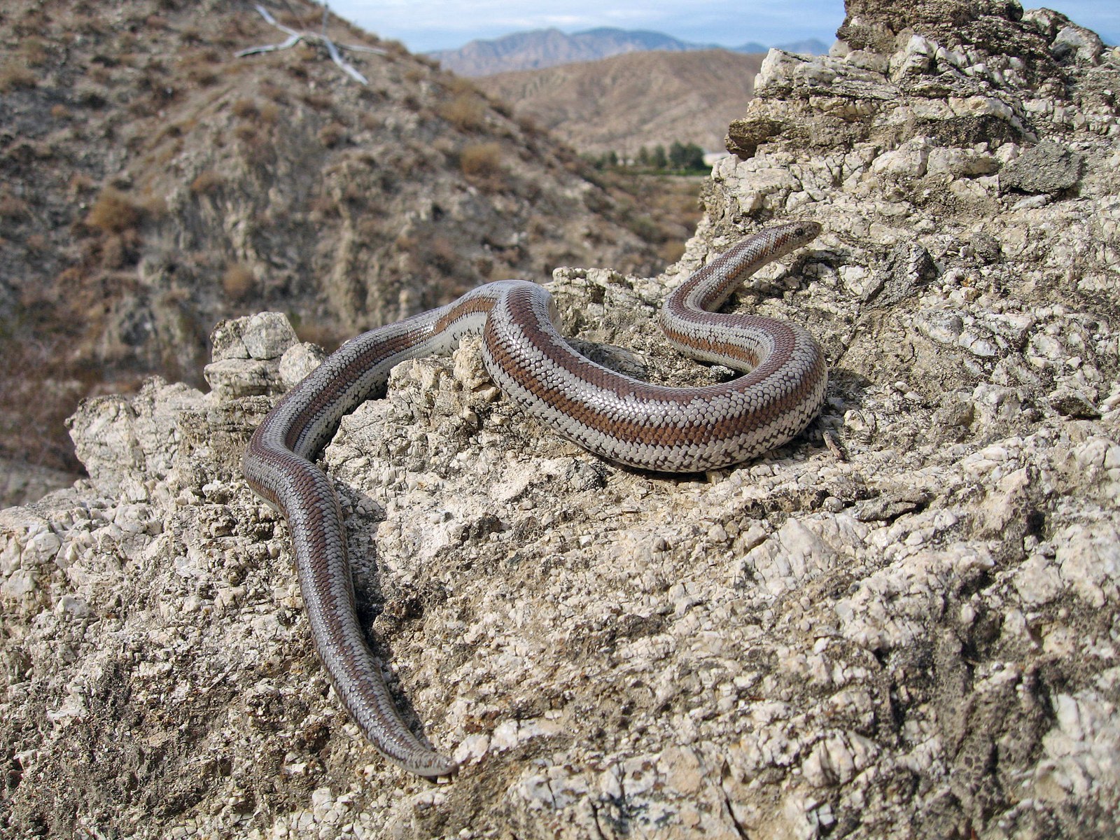 Boa ružová (Lichanura trivirgata)
