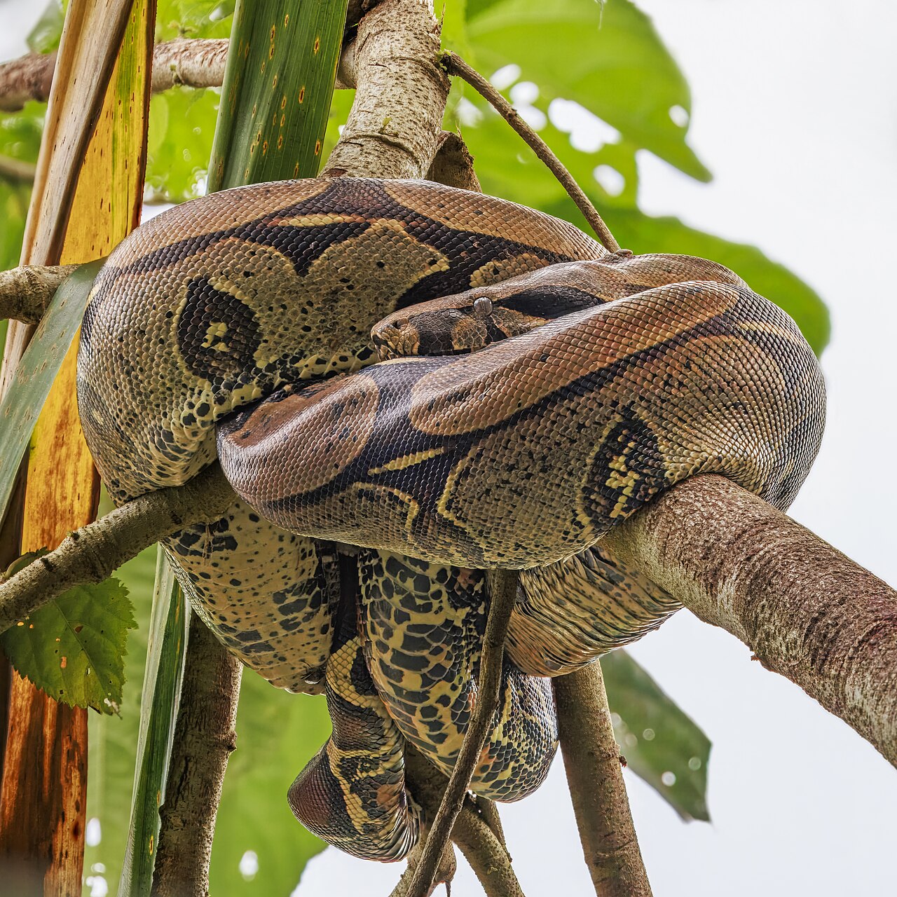 Boa štíplavá (Hroznýš kráľovský) (Boa constrictor)