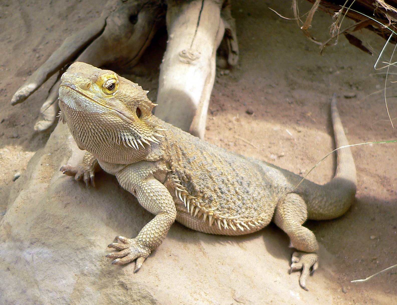 Bradatá agama