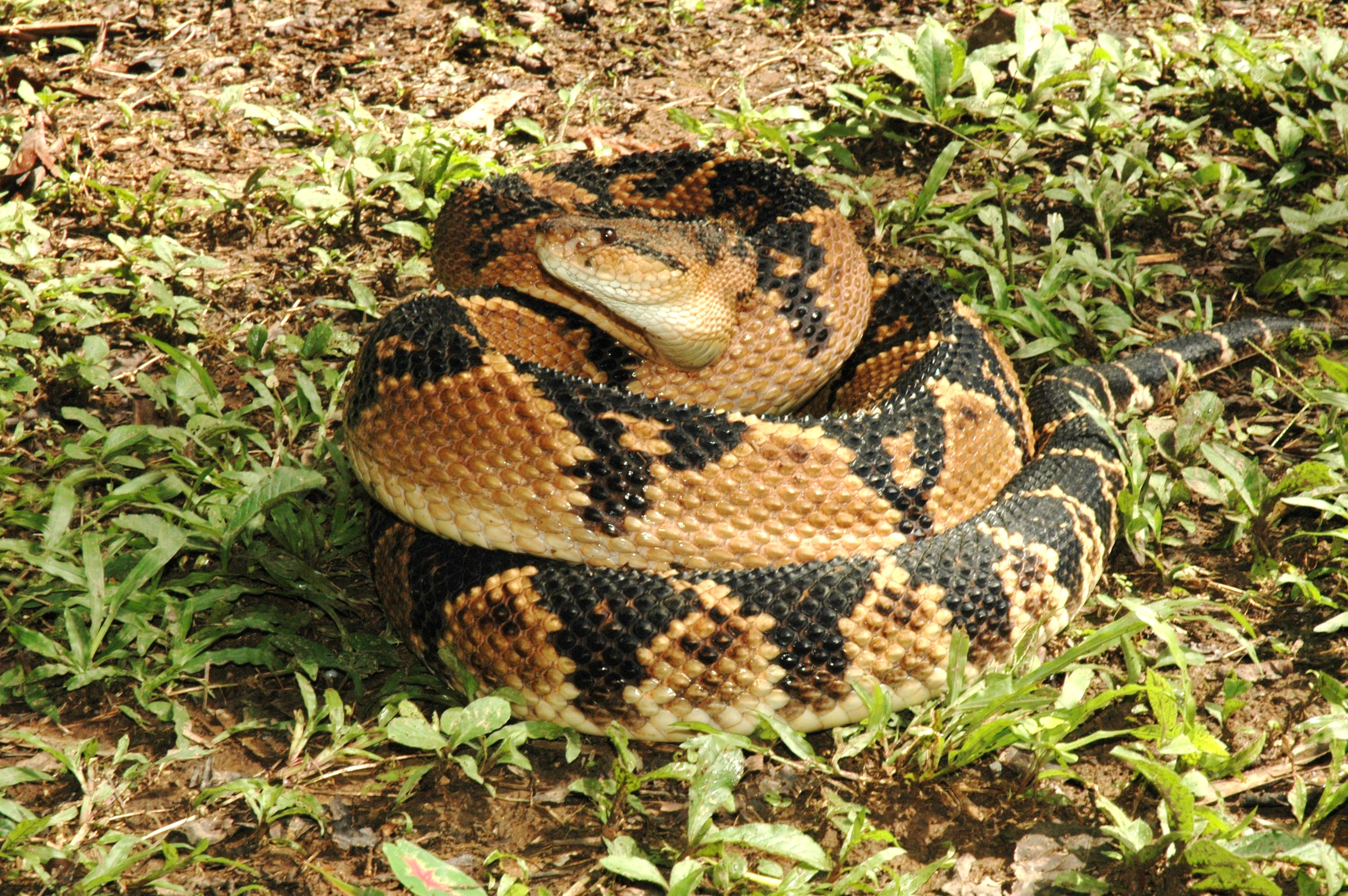 Bushmaster