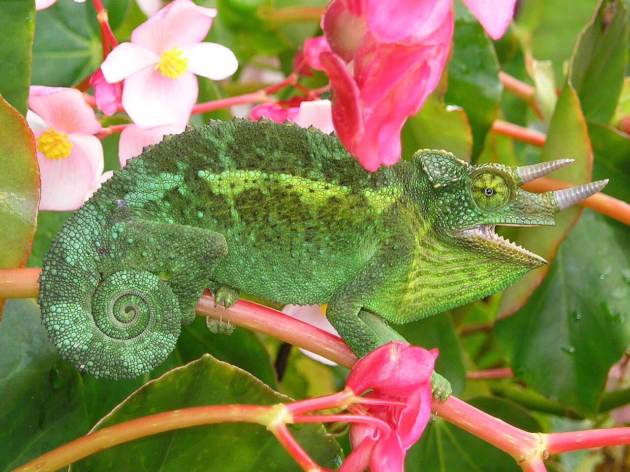 Chameleón jacksonov