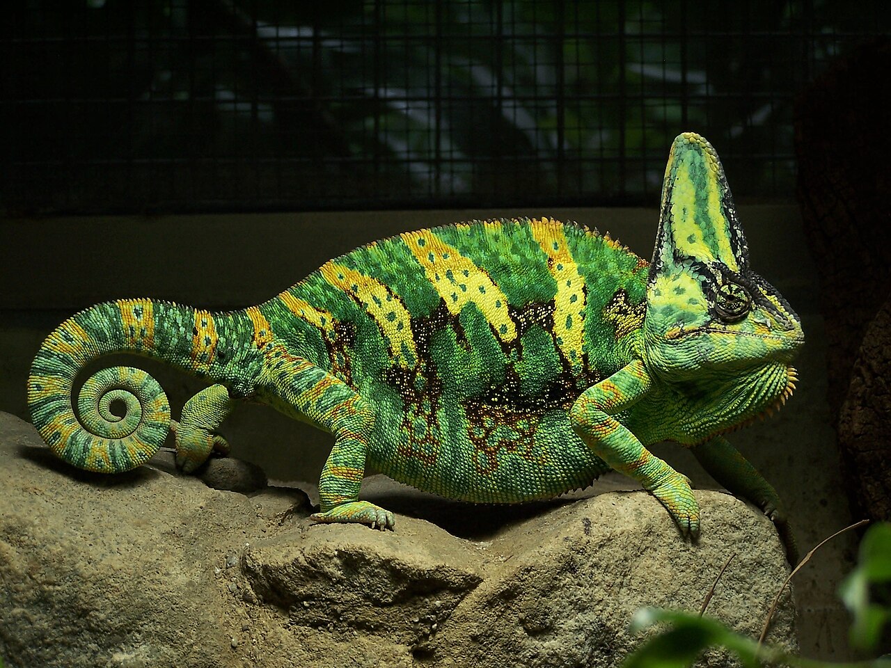 Chameleón jemenský