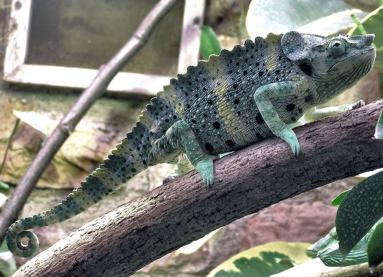 Chameleón Mellerov