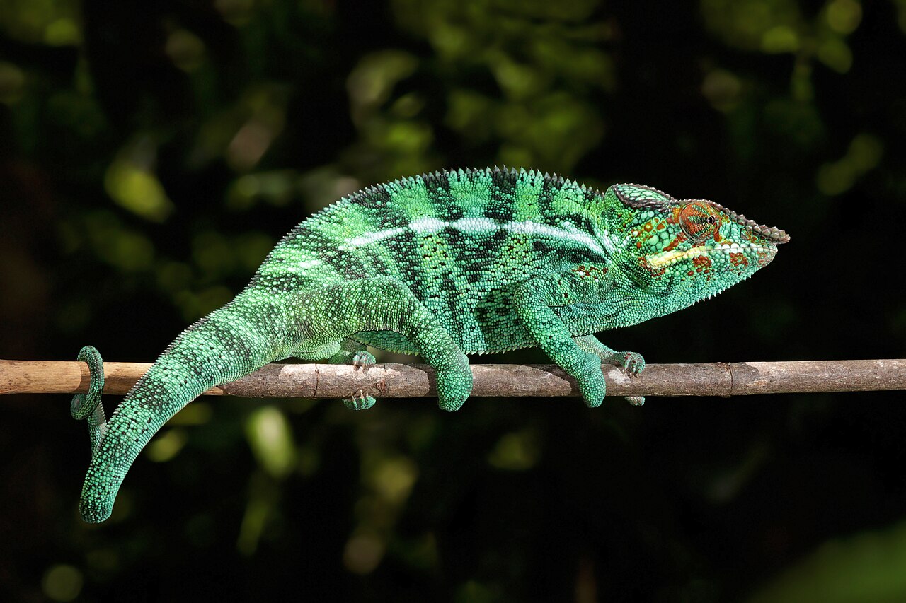 Chameleón pardál