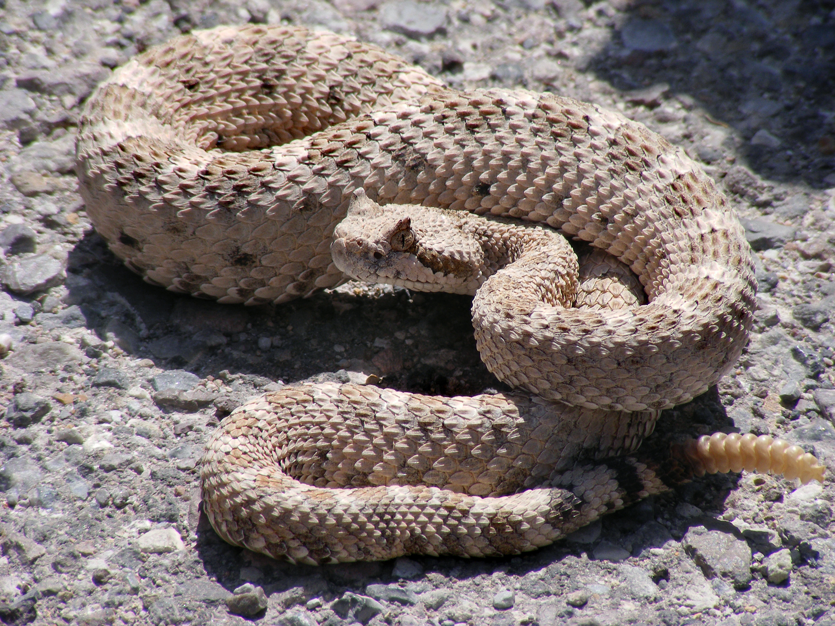 Chrastoš arizonský (sidewinder) (Crotalus cerastes)