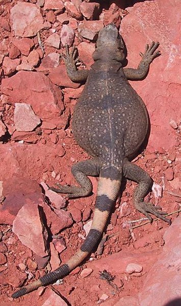 Chuckwalla pestrý (Sauromalus ater)