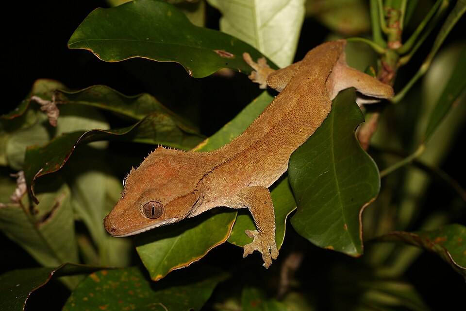 Gekon hrebenatý (Crested gecko)