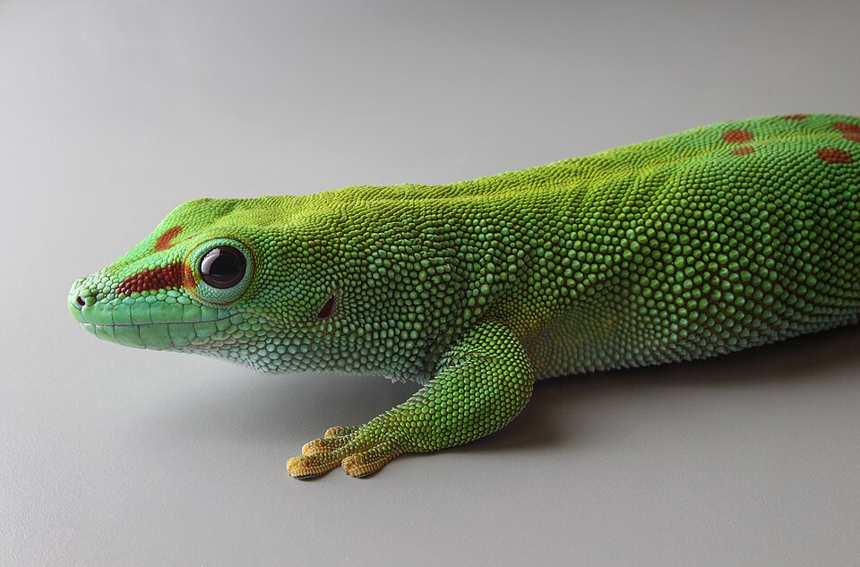 Gekon Madagascar denný