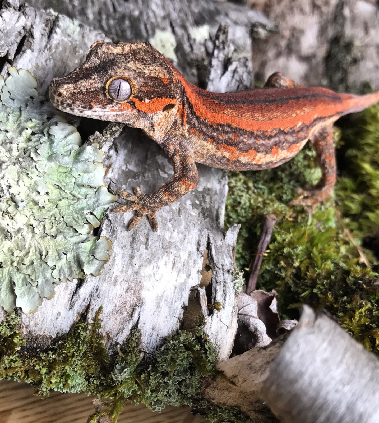 Gekon gargoyle