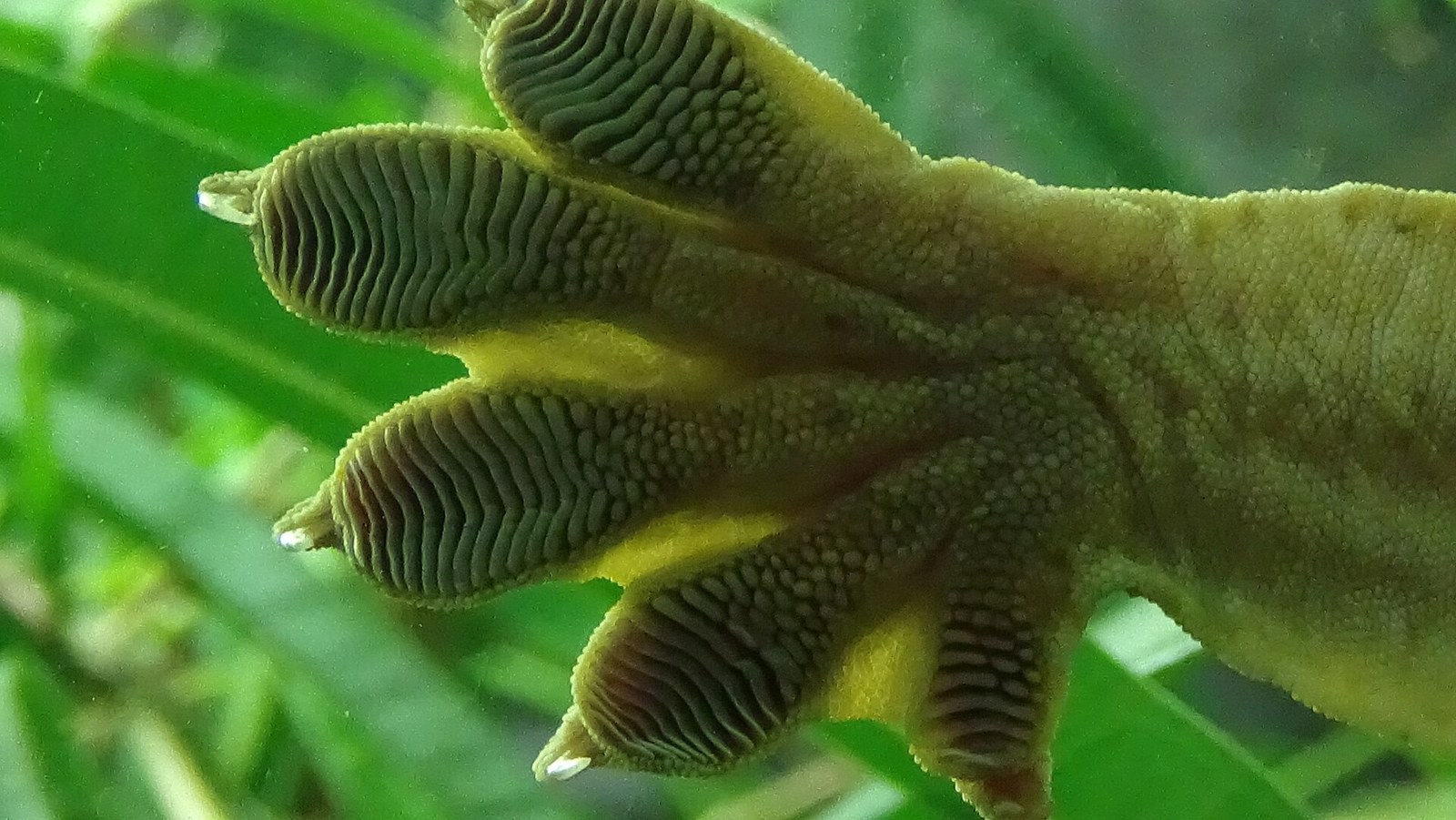 Gekon obrovský novokaledónsky (Rhacodactylus leachianus)