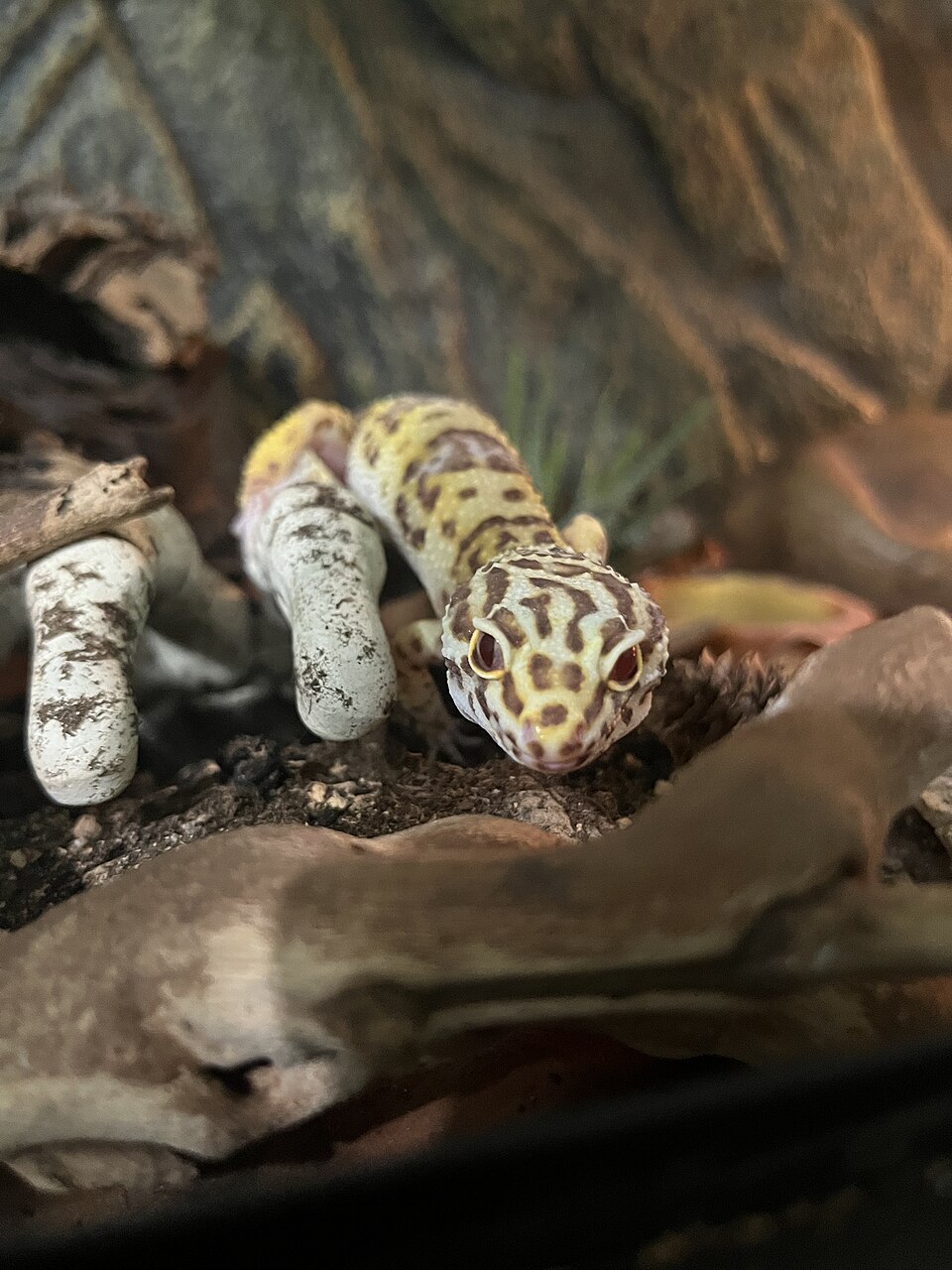 Gekon leopardí