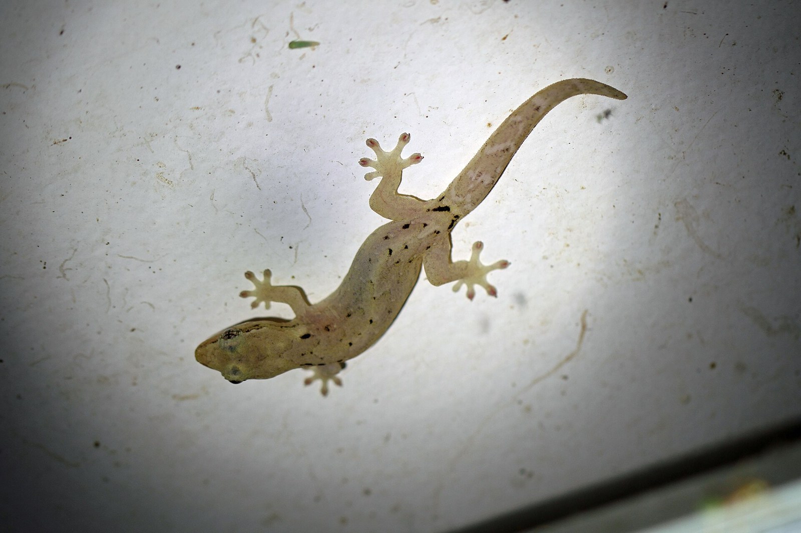 Gekon smútočný (Lepidodactylus lugubris)