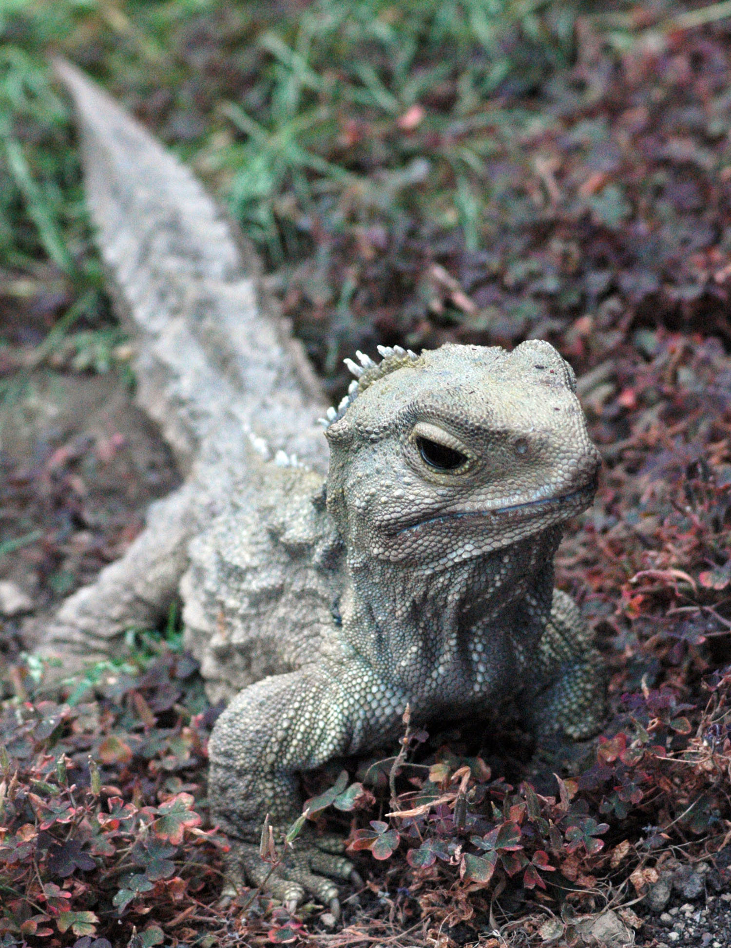 Hatéria bodkovaná (tuatara)