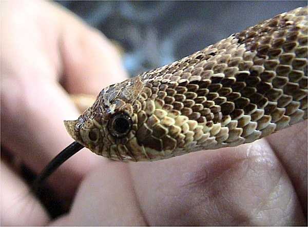 Hroznýšovka nosatá západná (Heterodon nasicus)