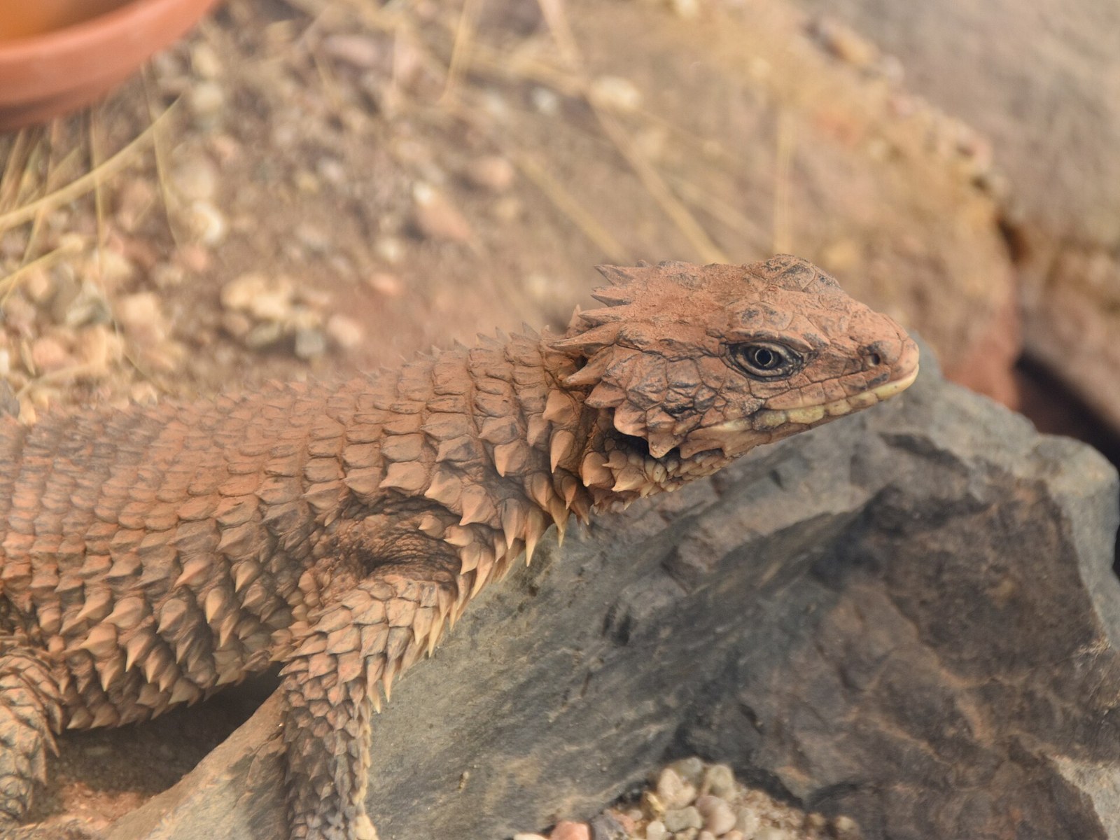 Jašter sungazer (Smaug giganteus)