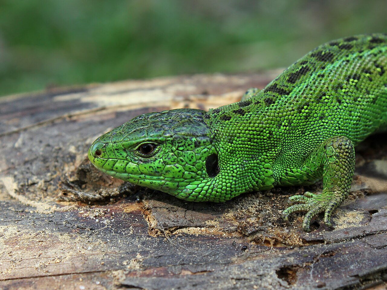 Jašterica obyčajná (Lacerta agilis)