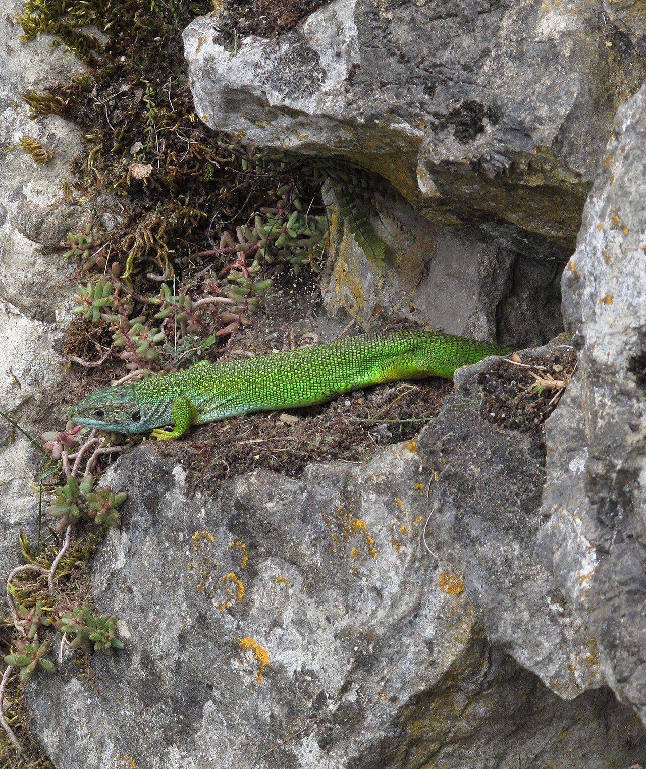 Jašterica veľká západná