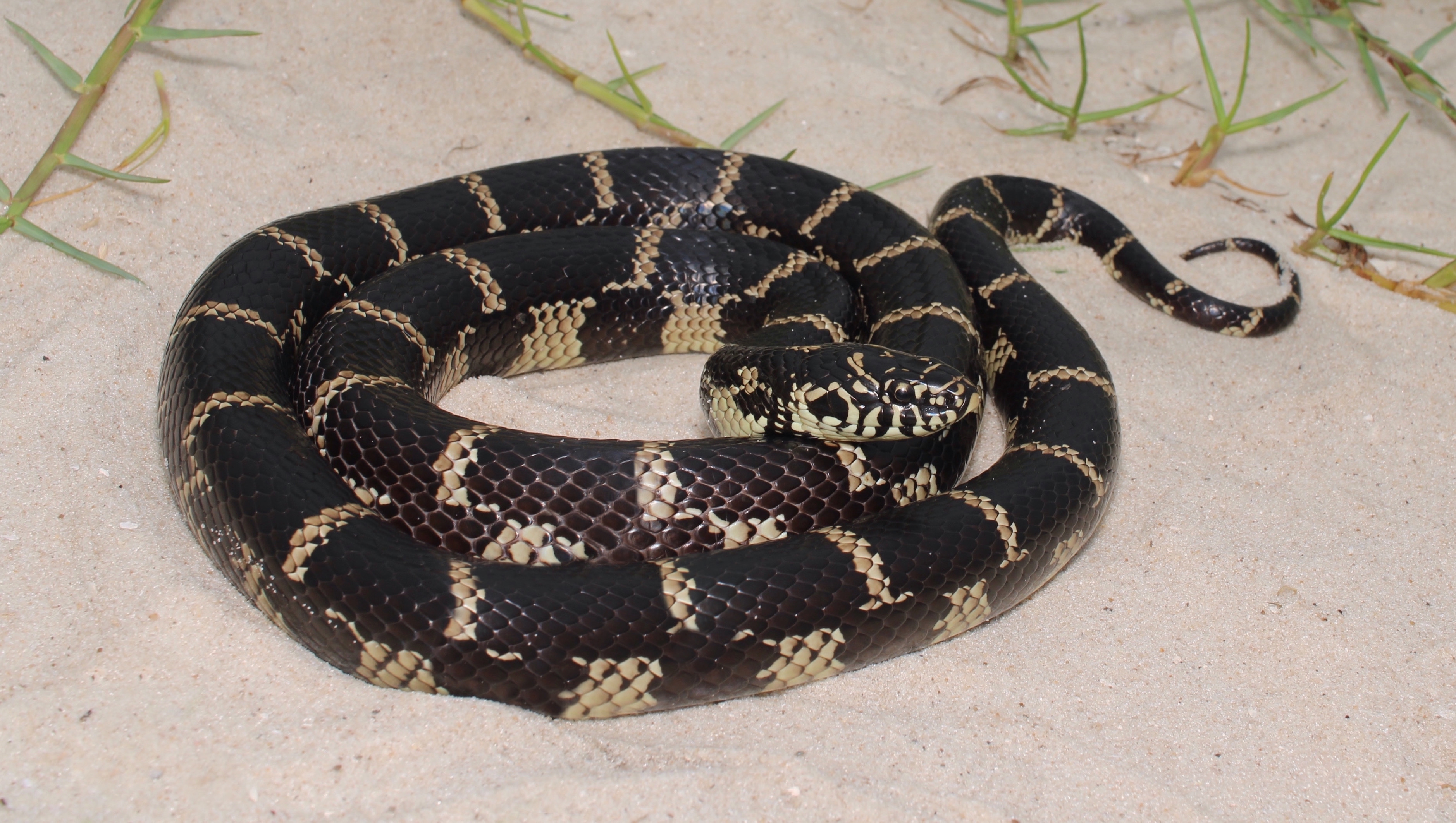 Kingsnake obyčajný