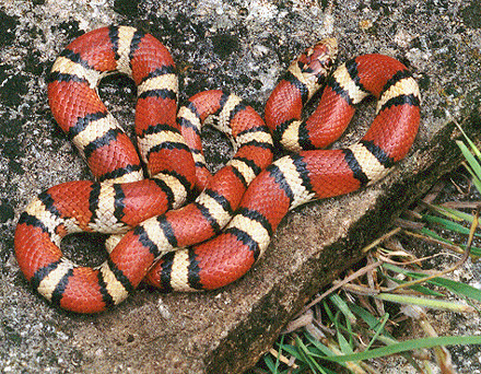 Korovka mliečna (Lampropeltis triangulum)
