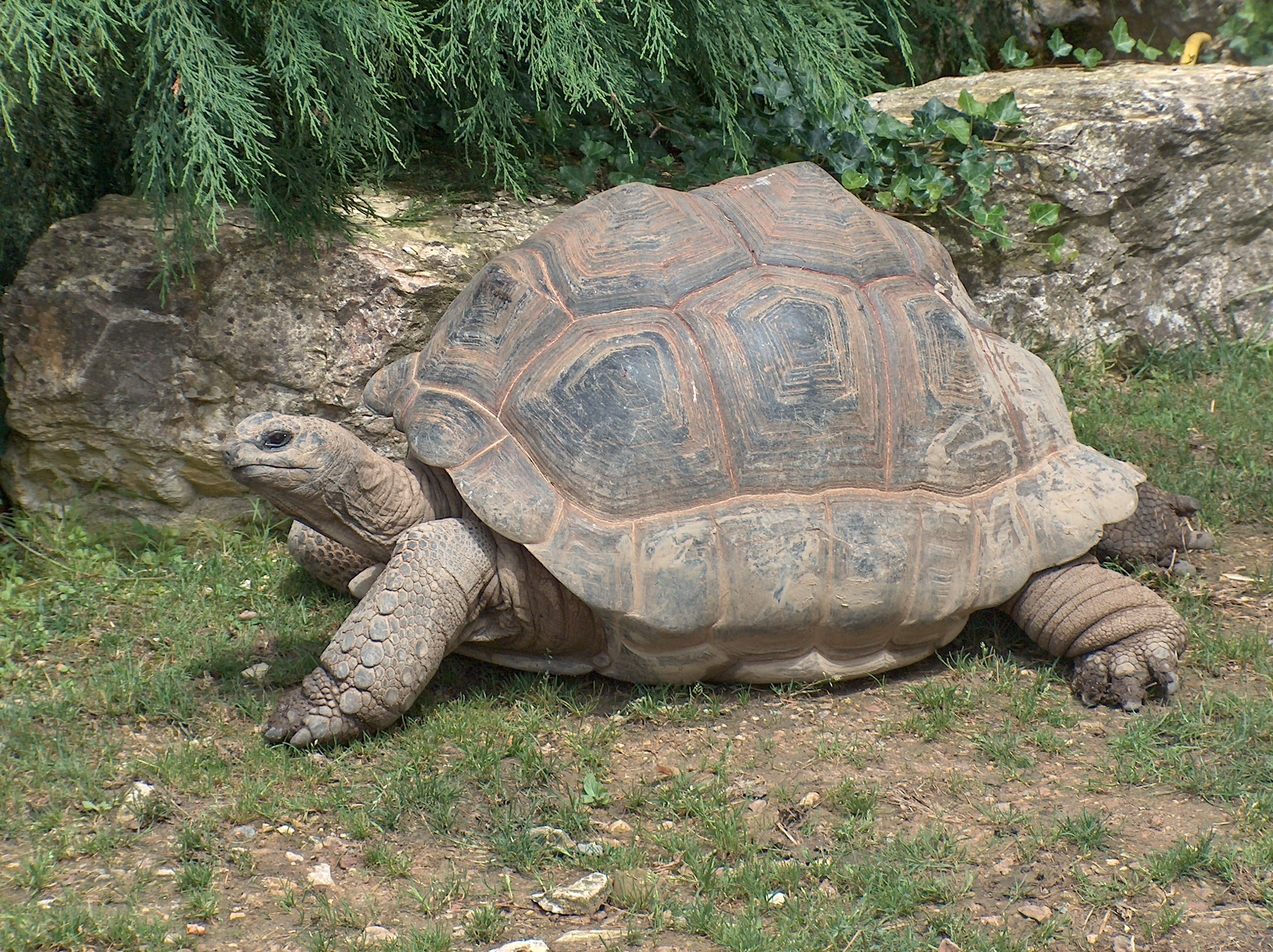 Korytnačka aldabranská (Aldabrachelys gigantea)
