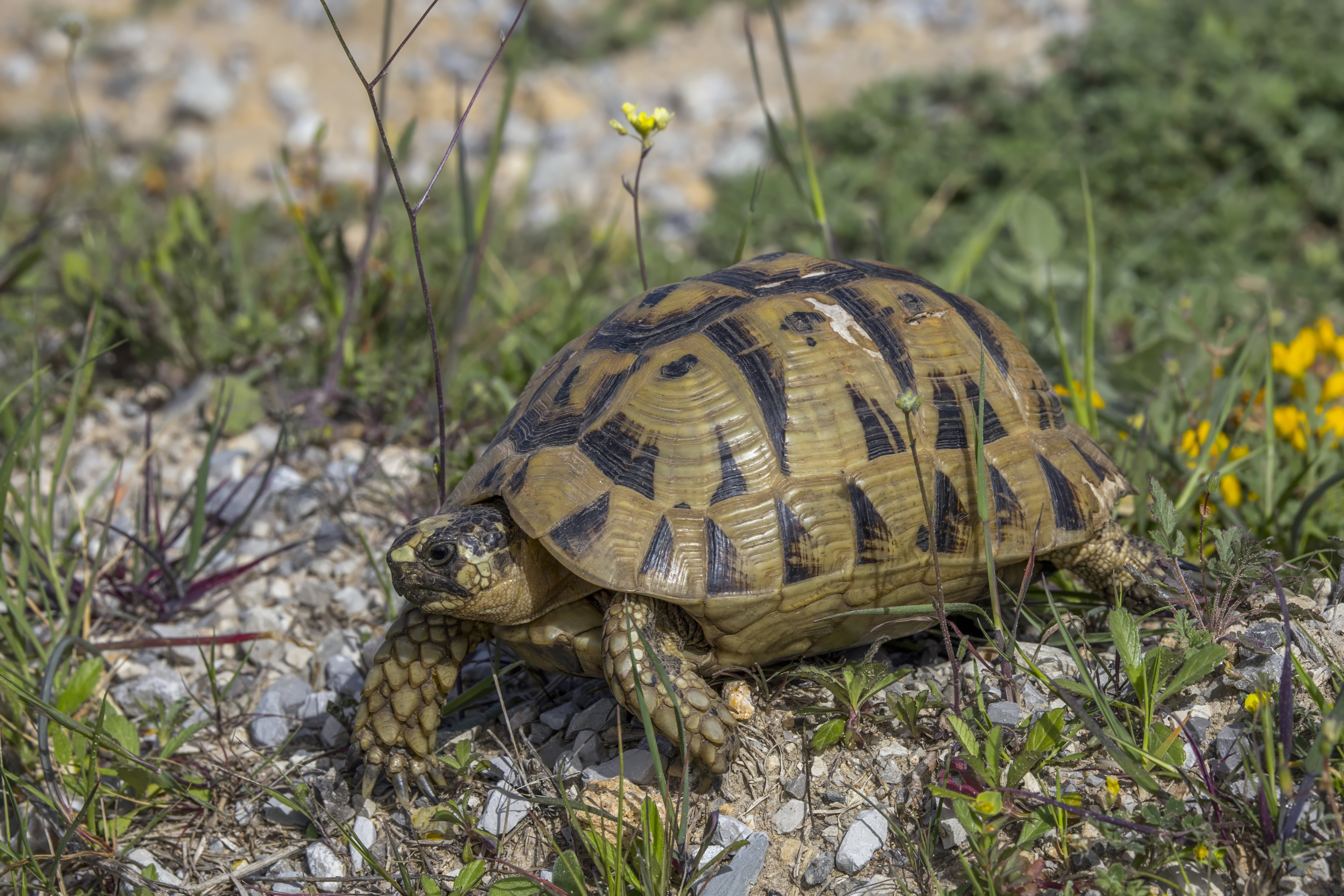 Korytnaška grécka (Testudo graeca)