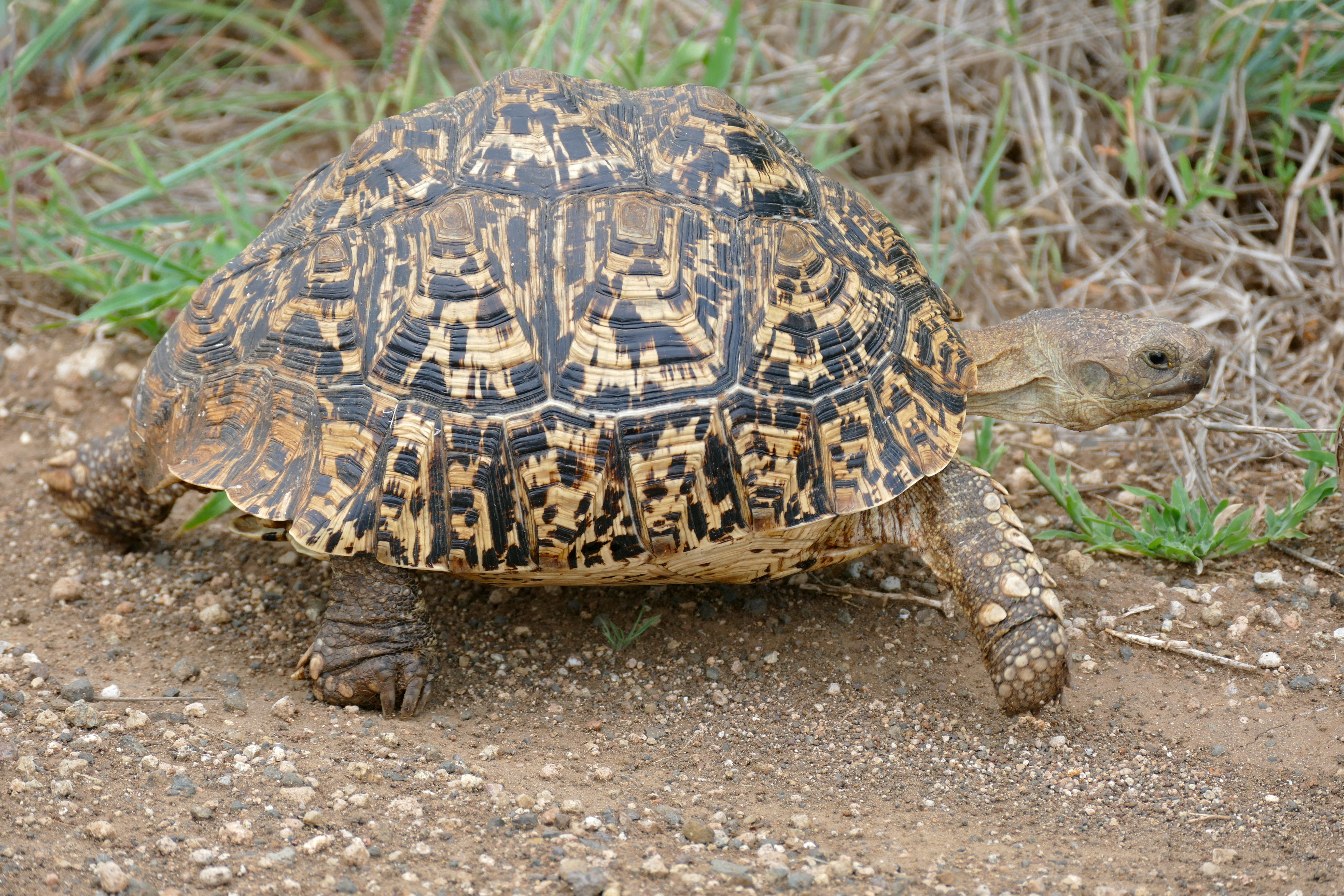 Korytnaška leopardia