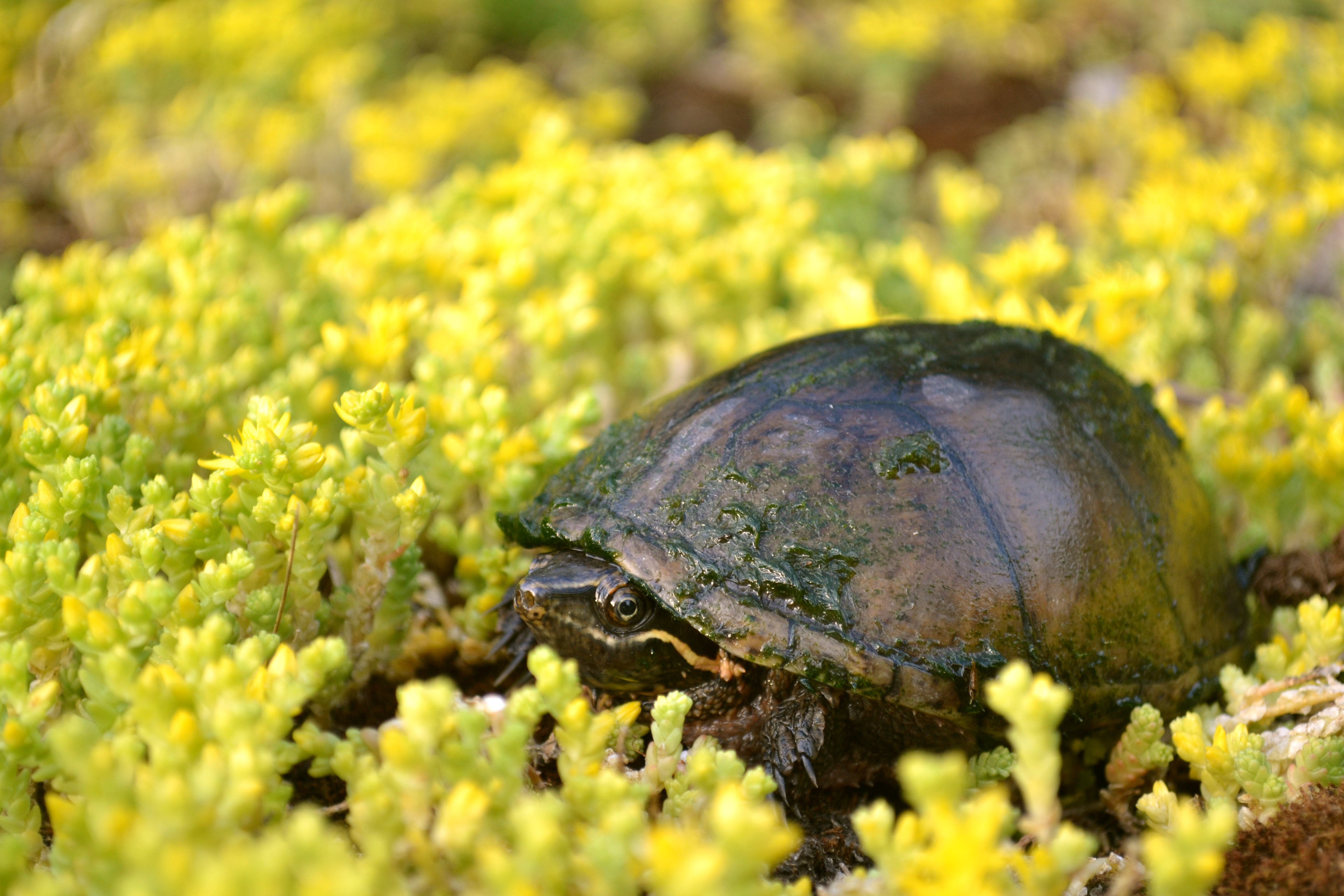 Korytnačka pižmová (Sternotherus odoratus)