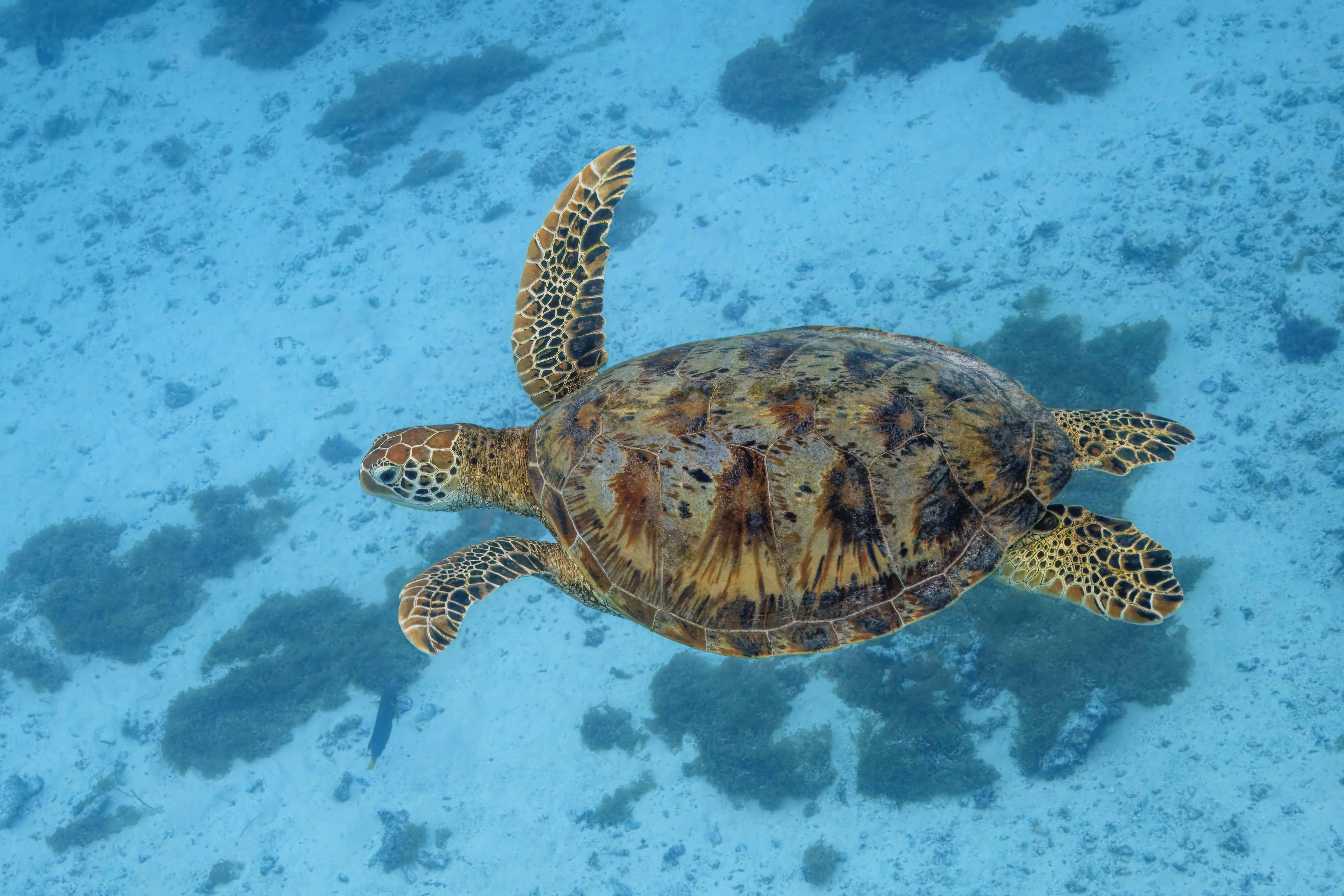 Korytnačka pravá (zelená) (Chelonia mydas)