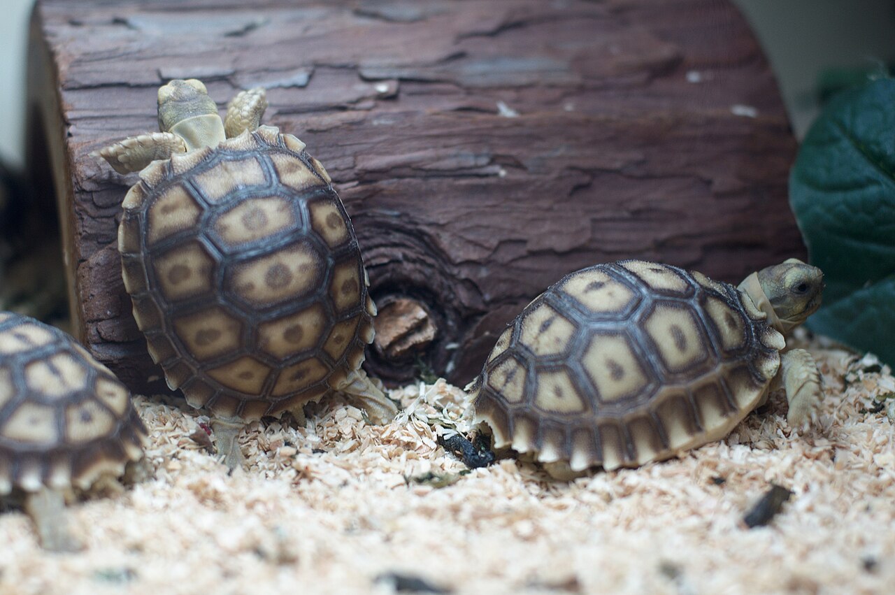 Korytnaška sulcata