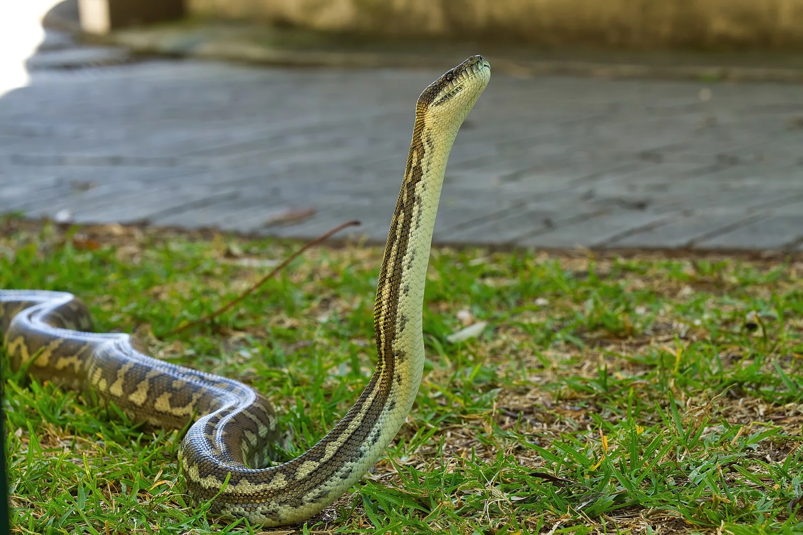 Krajta kobercová (Morelia spilota)
