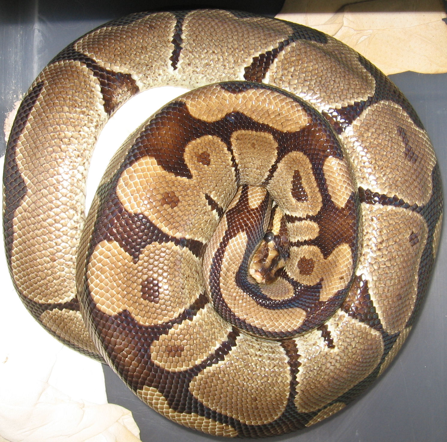 Krajta kráľovská (Pythón kráľovský)