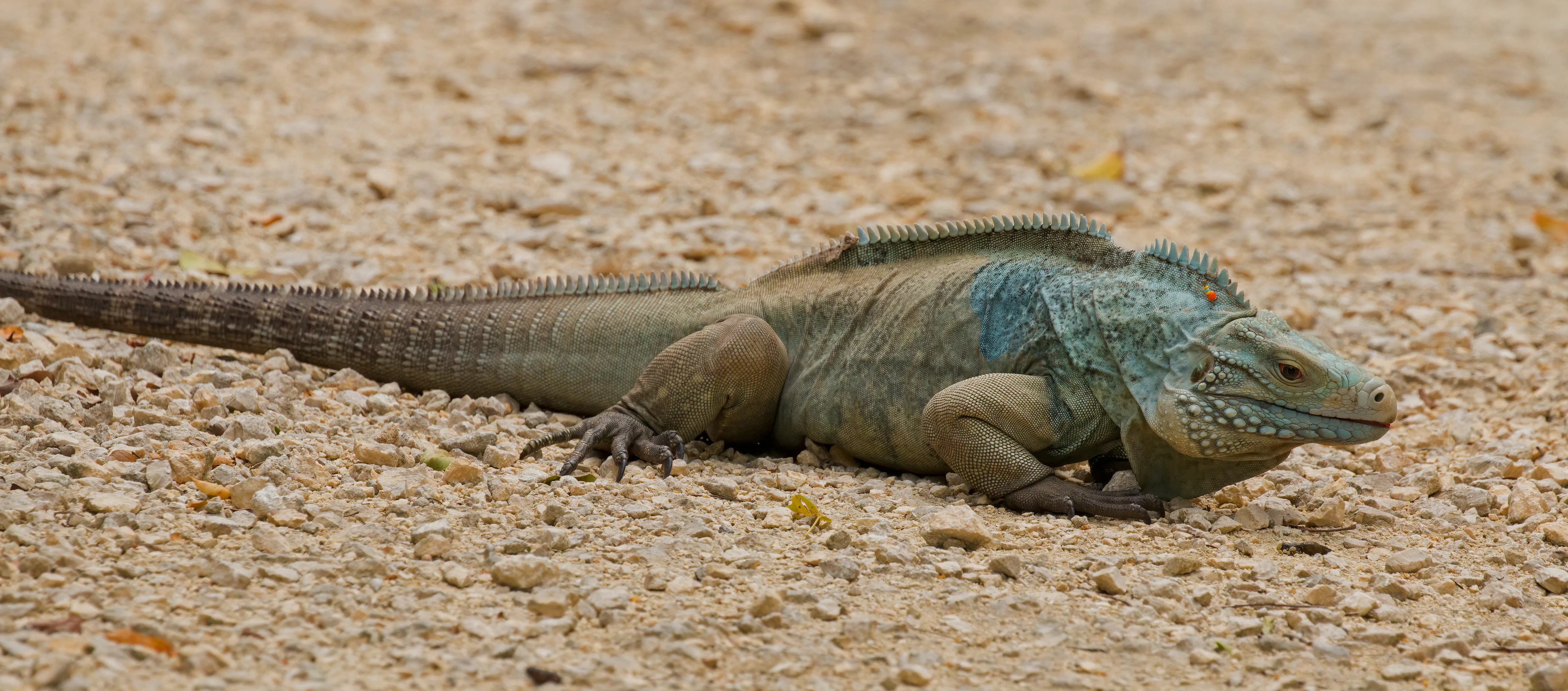 Leguán modrý veľkokajmanský (Cyclura lewisi)