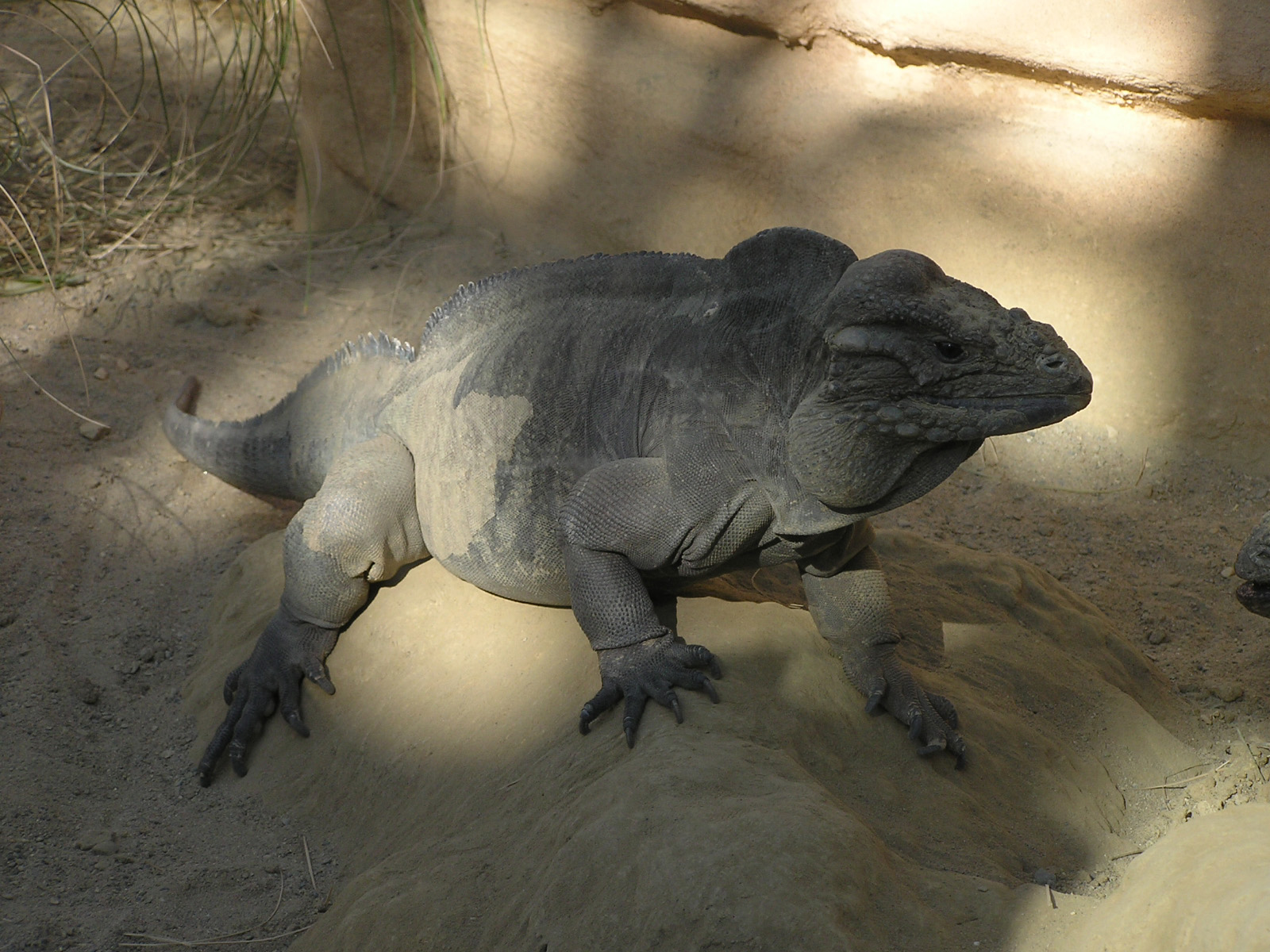 Leguán nosorohový (Cyclura cornuta)