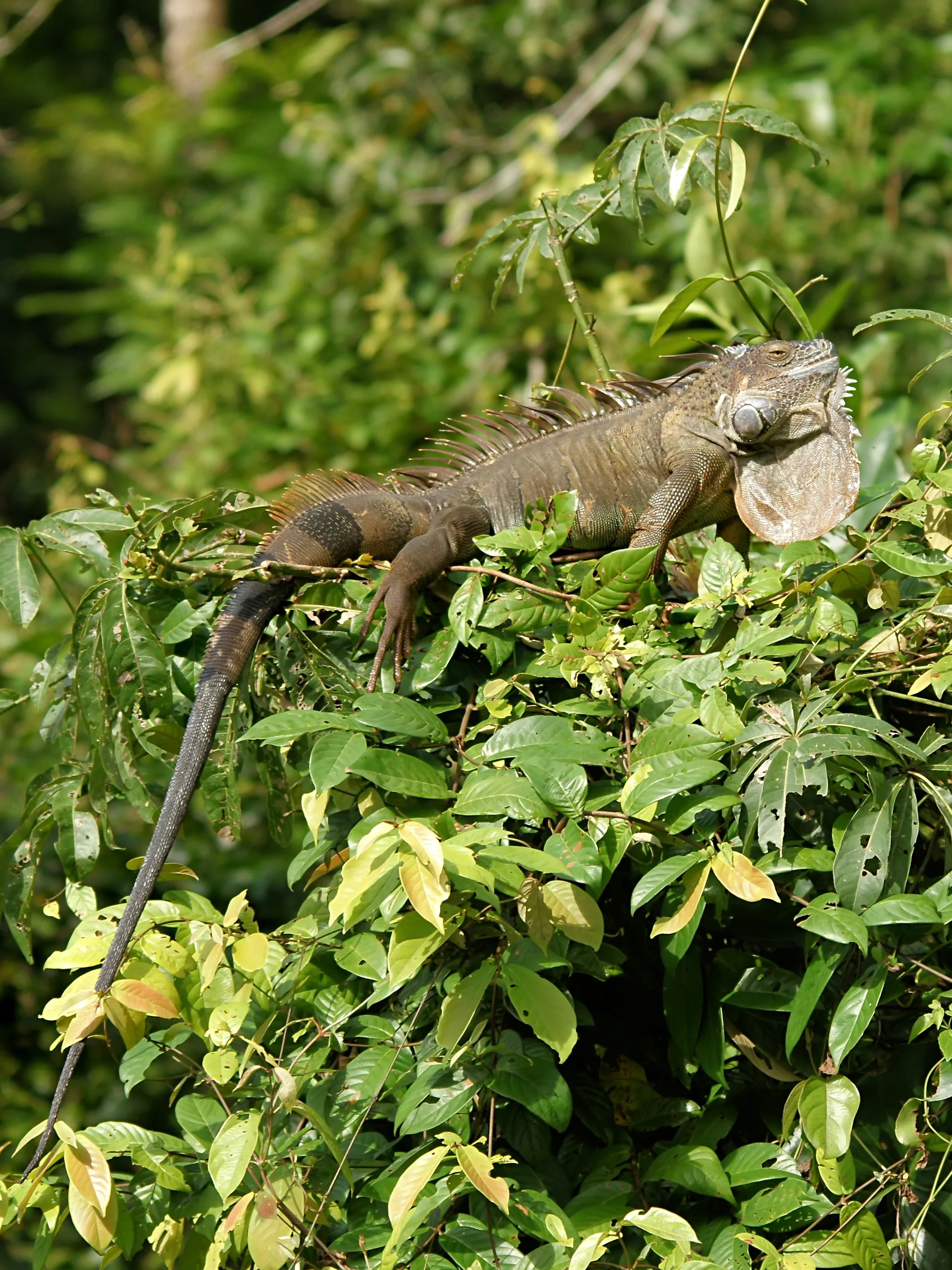 Bradatá agama