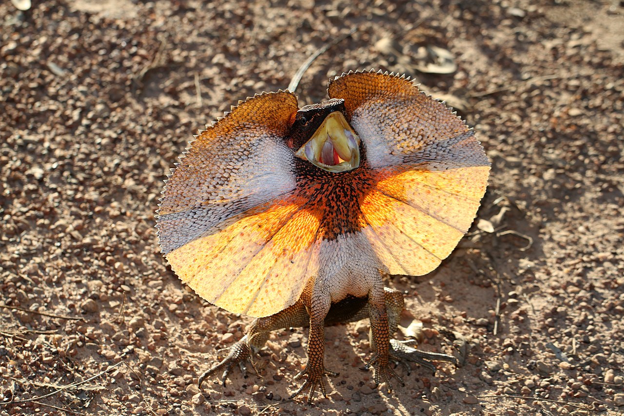 Limbosa austrálska