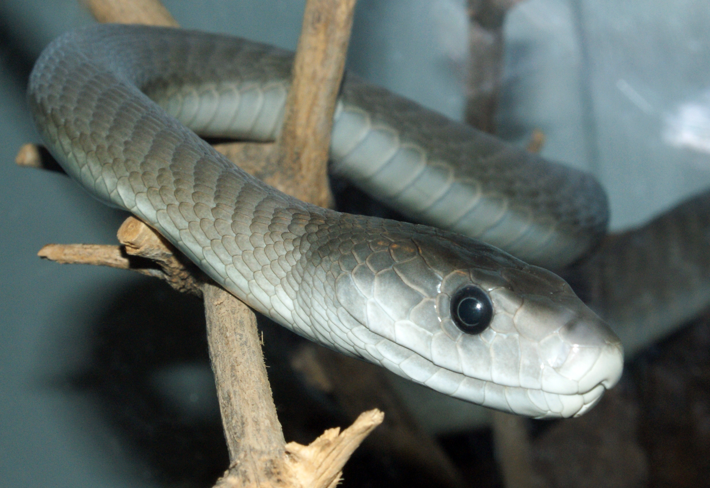 Mamba čierna (Dendroaspis polylepis)