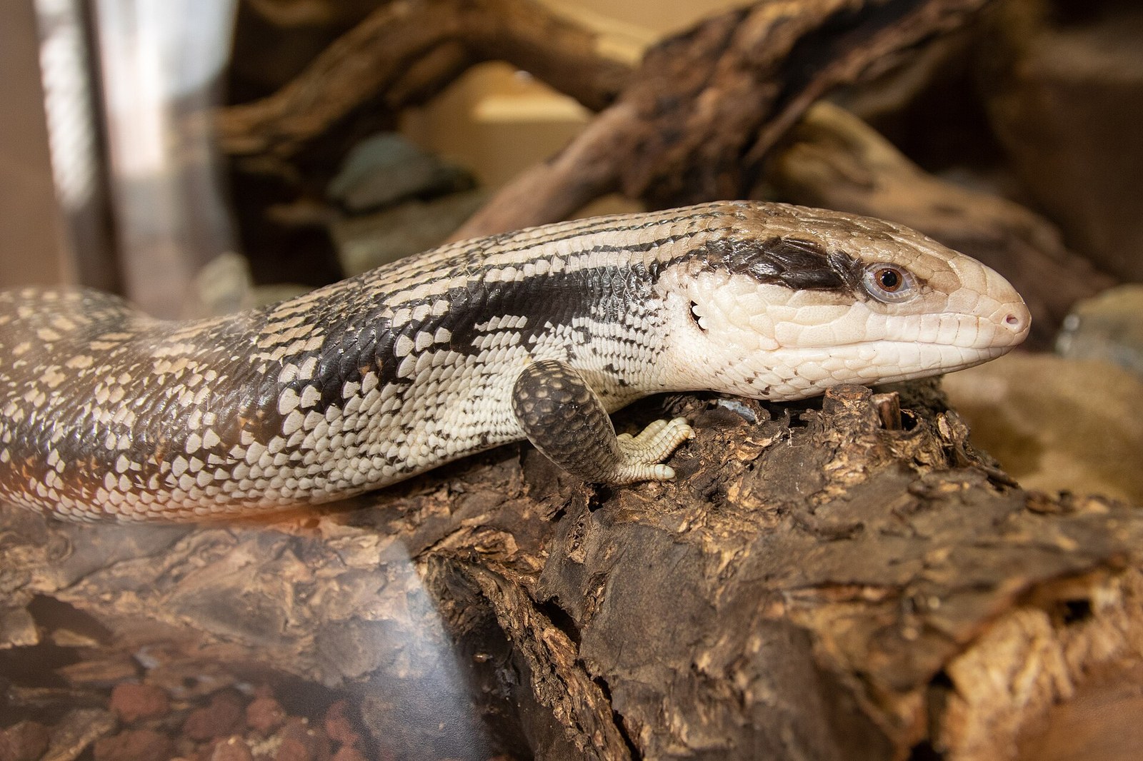 Skink modrojazyčný (Tiliqua scincoides)