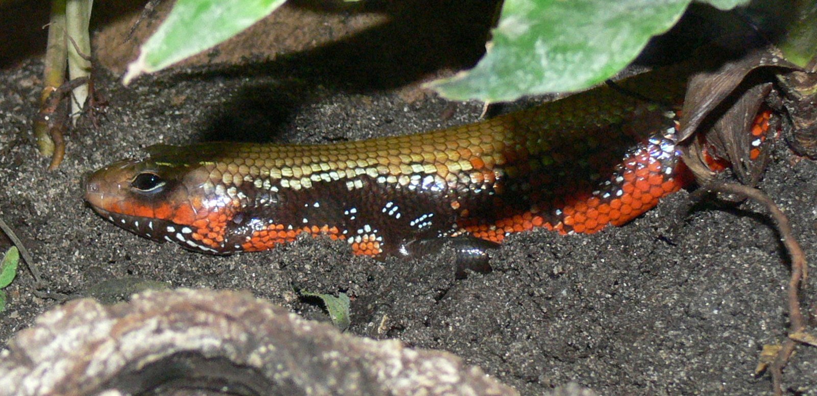 Skink ohnivý