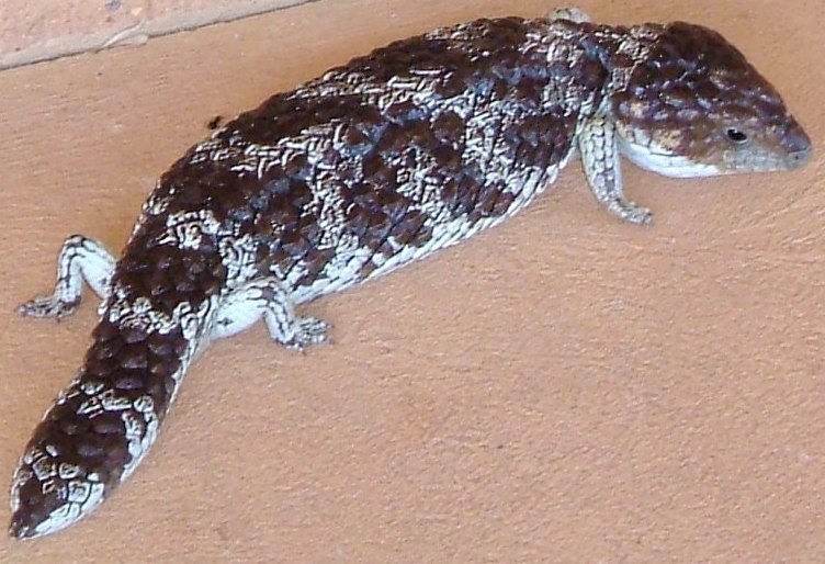 Skink krátkochvostý (Tiliqua rugosa)