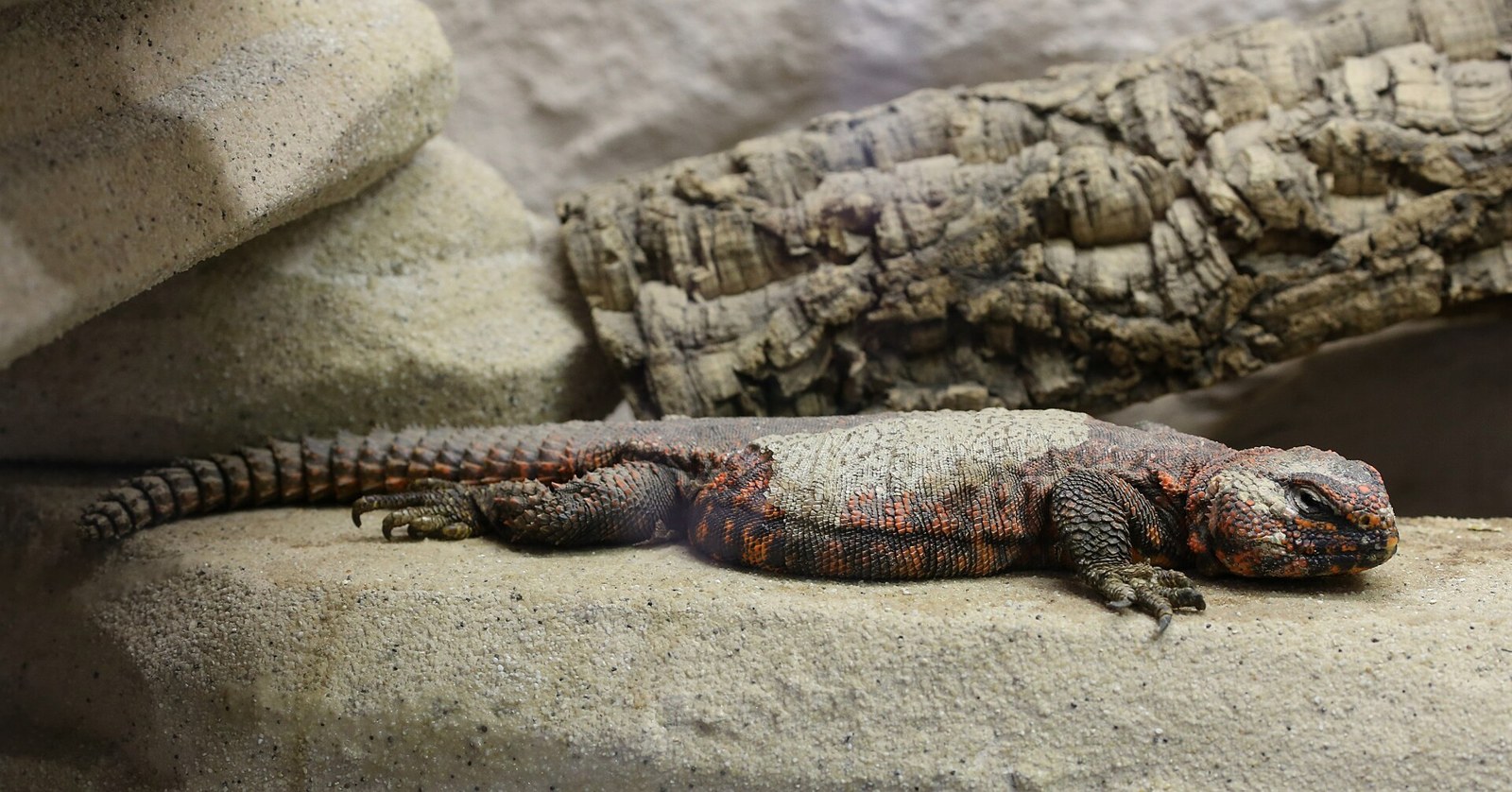 Trnochvost saharský (Uromastyx geyri)