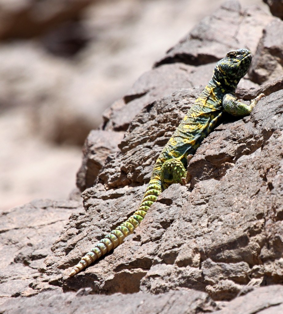 Trnochvost zdobený (Uromastyx ornata)
