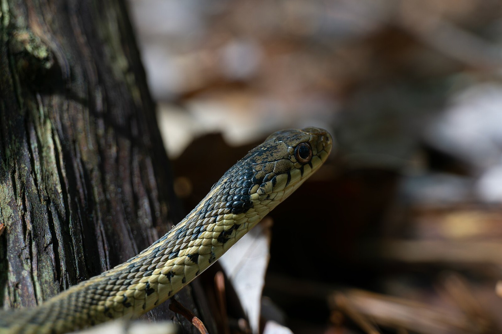Užovka podväzková (Thamnophis sirtalis)