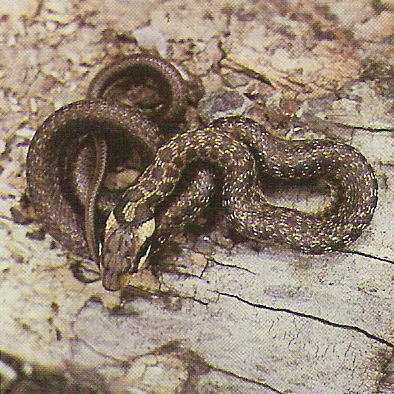 Užovka stromová (Zamenis longissimus)