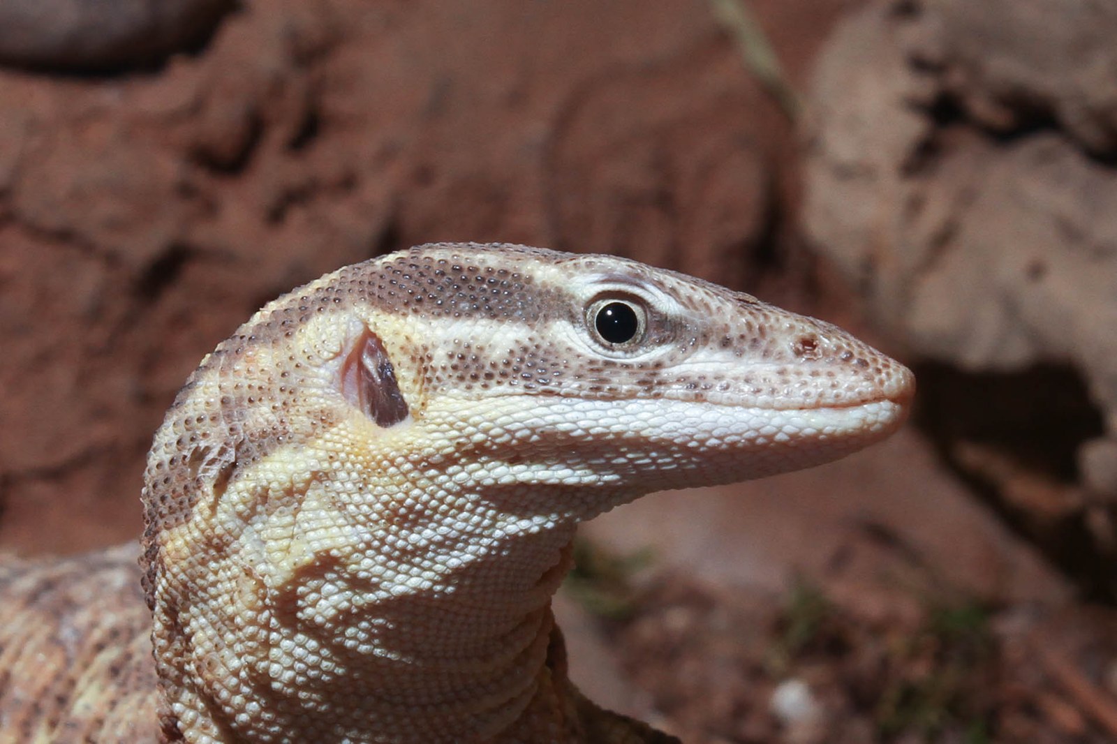 Varan ostnochvostý (Ackie) (Varanus acanthurus)