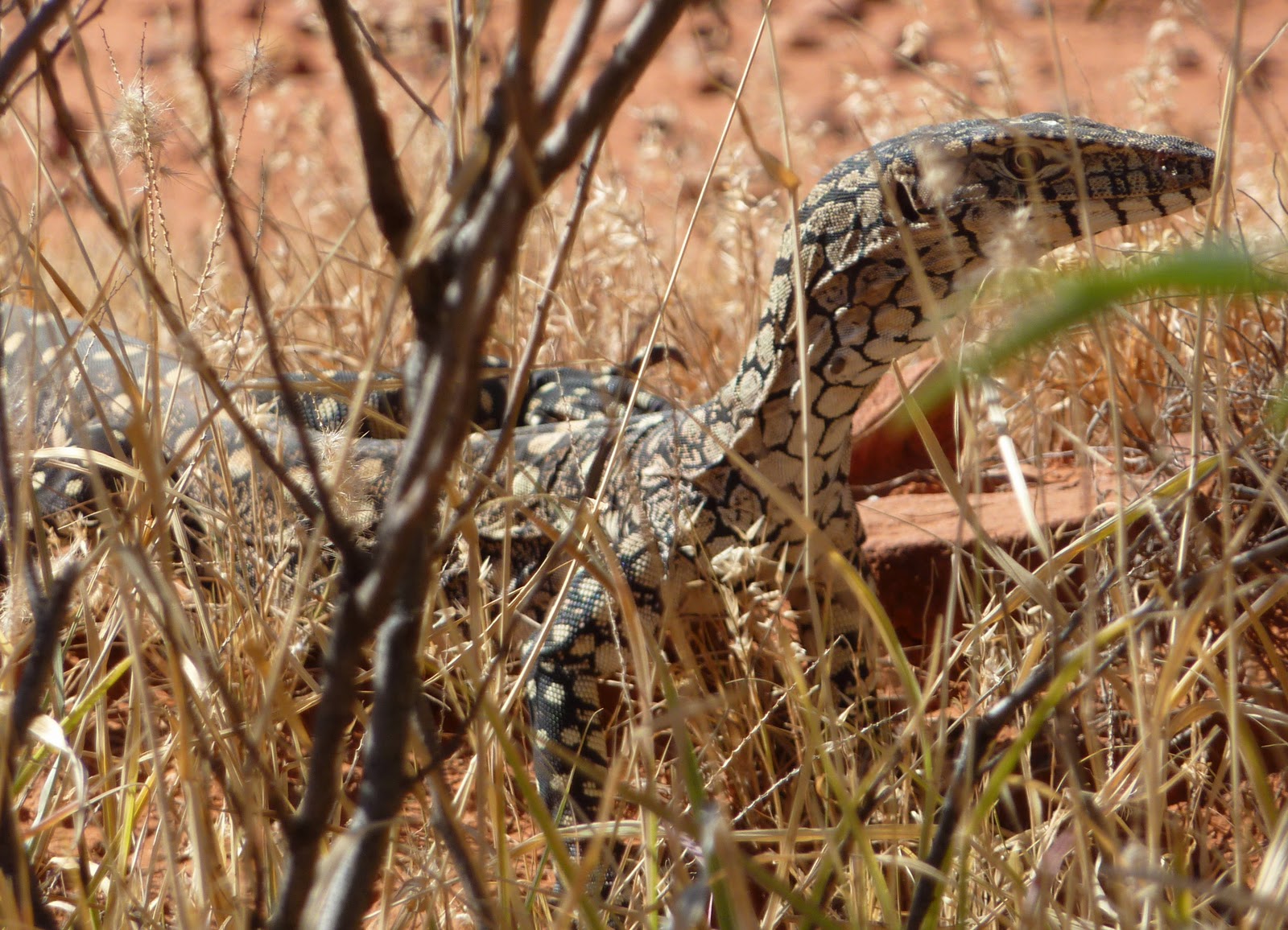 Varan obrovský (perentie) (Varanus giganteus)