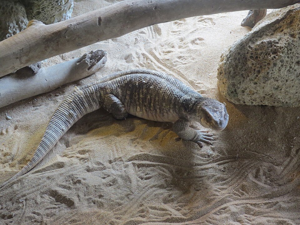Varan stepný (savannah monitor) (Varanus exanthematicus)