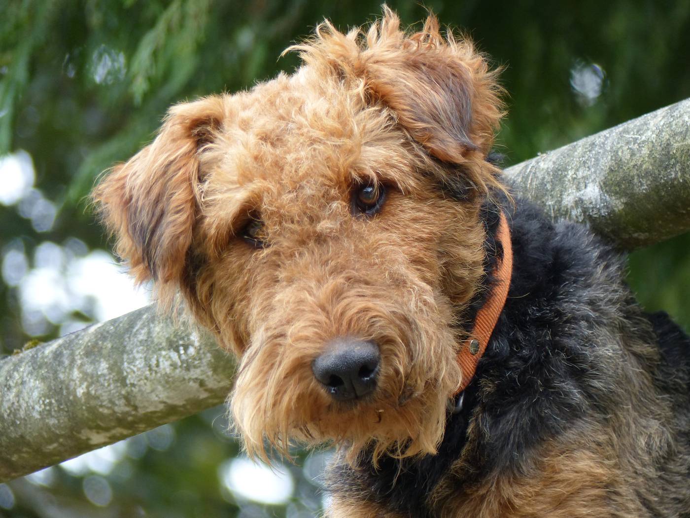 Hlava airedale teriéra s typickou bradou a páleným