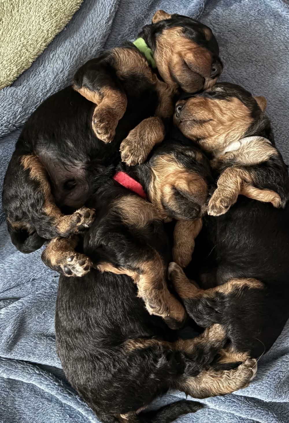 Šteňatá airedale teriéra s čiernym sedlom a páleným