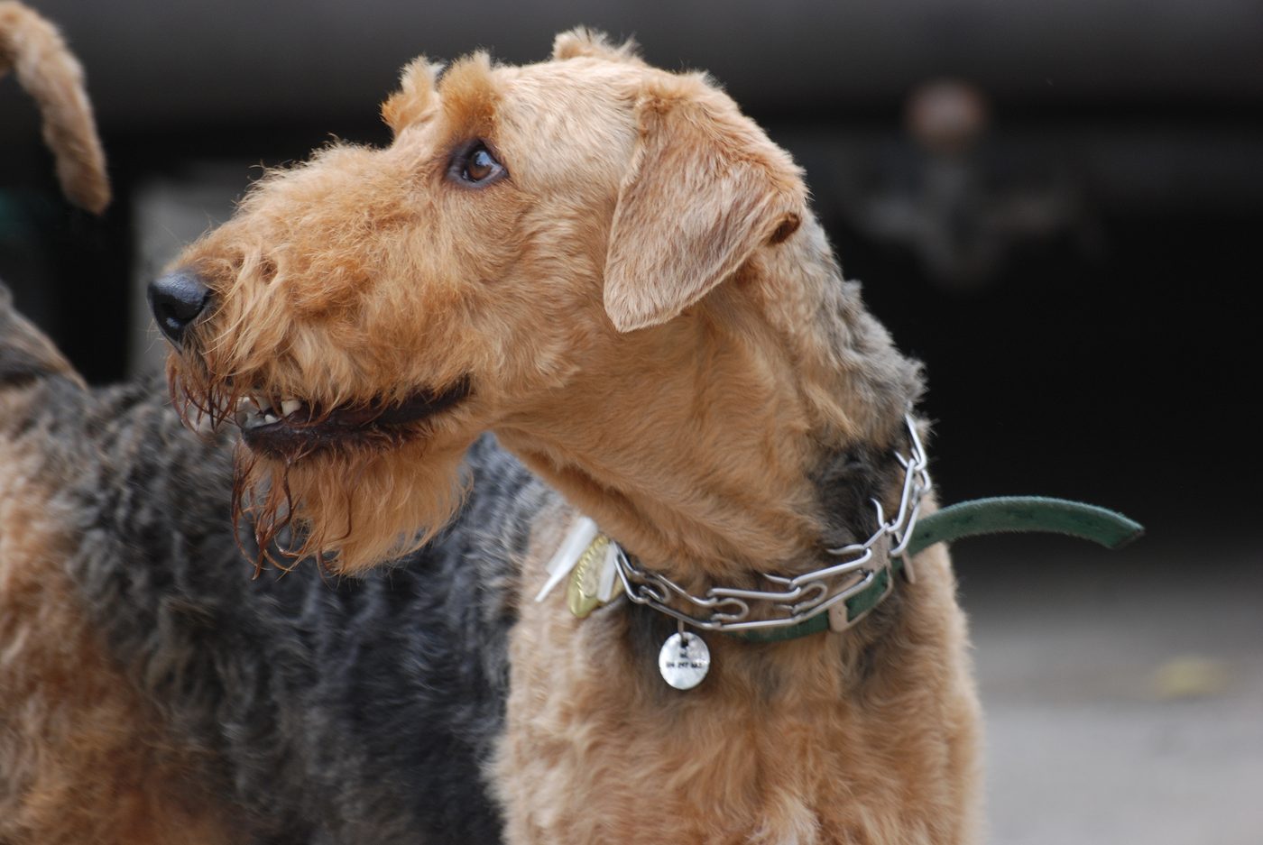 Profil hlavy airedale teriéra